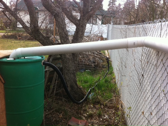 pvc-pipe-empties-into-rain-barrel water empties into rain barrel